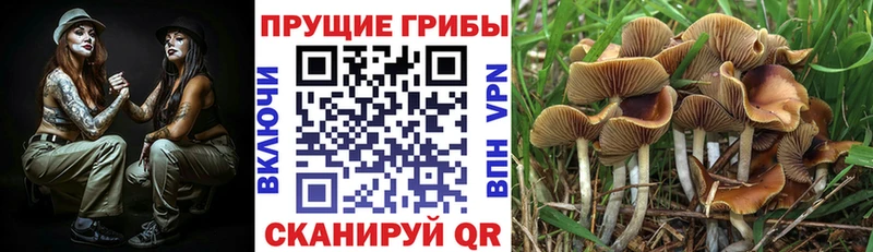 Псилоцибиновые грибы мицелий Ивантеевка